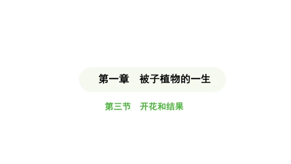 第三单元-第一章-第三节-开花和结果课件-2024-2025学年七年级生物下学期人教版(2024)(
