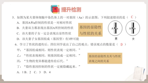 复习专题六生物的遗传与变异（串讲课件）-八年级生物上学期期末考点大串讲（人教版）(共23张PPT)