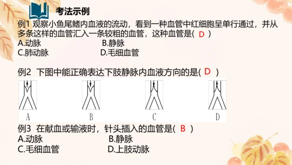 第四单元第四章人体内物质的运输 复习课件(共23张PPT)人教版七年级下册