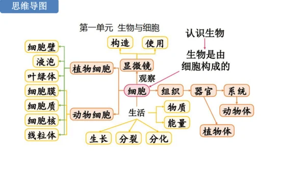 人教版生物七年级上册第一单元《生物与细胞》单元复习课件(共53张PPT)