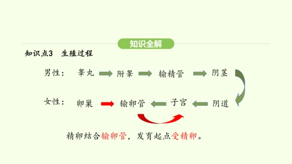 第四单元-第一章-第一节 人的生殖课件-2024-2025学年七年级生物下学期人教版(2024)(共