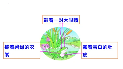 1《小蝌蚪找妈妈 》课件