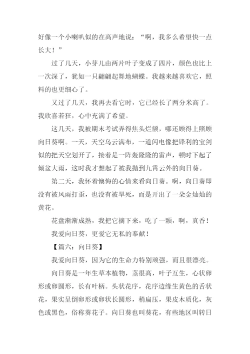 描写向日葵的作文.docx