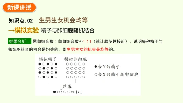 7.2.4人的性别遗传-八年级生物人教版下学期同步精品课件(共28张PPT)