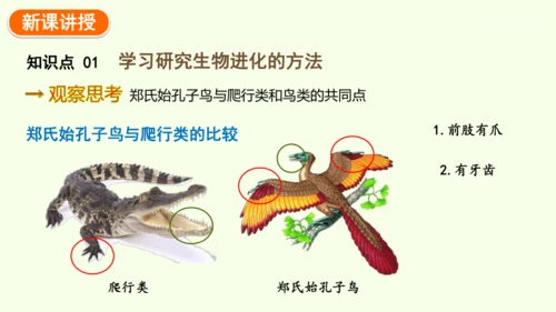 7.3.2生物进化的历程-八年级生物人教版下学期同步精品课件(共34张PPT)