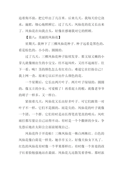 美丽的凤仙花作文400字.docx