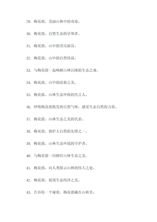 梅花鹿宣传口号