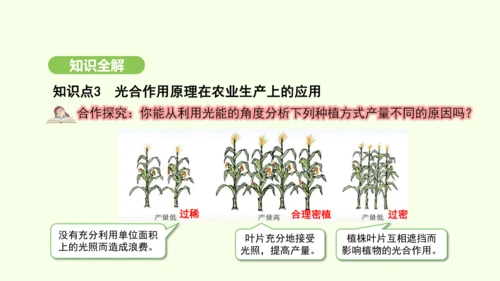 第三单元-第二章-第二节-光合作用-第3课时 光合作用的实质和应用课件-2024-2025学年七年级