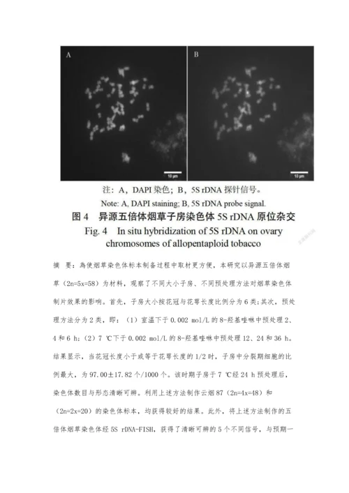 以子房为材料制备烟草染色体标本的方法.docx