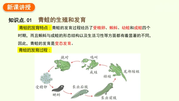 7.1.3两栖动物的生殖和发育-八年级生物人教版下学期同步精品课件(共31张PPT)