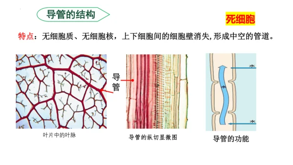3.3 绿色植物与生物圈的水循环（课件）七年级生物上学期（人教版）(共25张PPT)