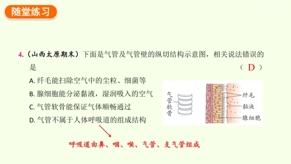 4.3.1 呼吸道对空气的处理-七年级生物下学期同步精品课件（2024人教版）(共26张PPT)