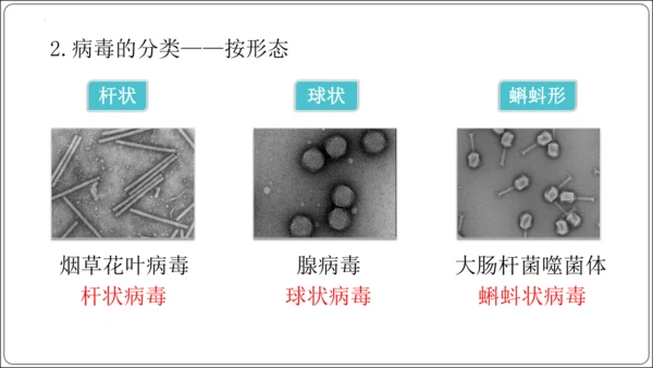 5.5第五章 病毒【2024秋人教八上生物精彩课堂（课件内嵌视频）】(共28张PPT)