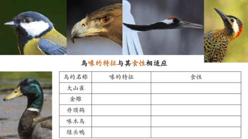 人教版生物八年级上册5.1.6《鸟》课件(共27张PPT)