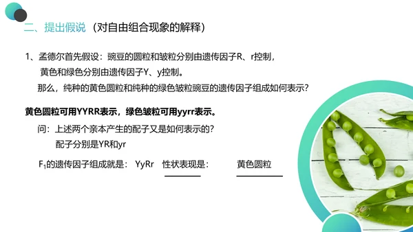 高中生物豌豆杂交实验PPT课件