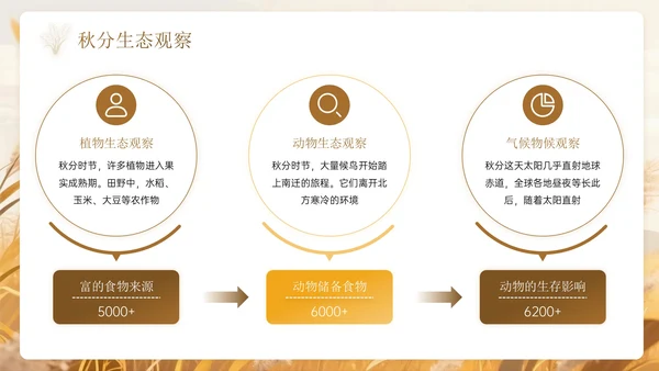 棕色系中国风秋分节气PPT模板