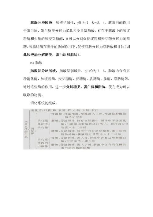 消化系统的组成和功能