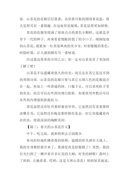 春天的山茶花作文600字.docx