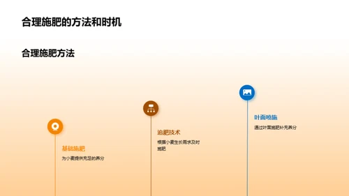 小麦种植全面解析