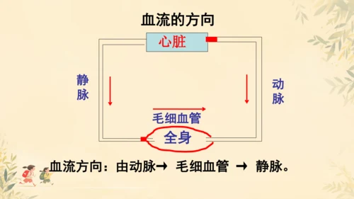 初中生物学人教版（新课程标准）七年级下册4.2 血流的管道──血管课件(共16张PPT)