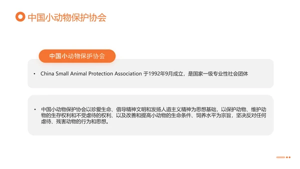 关爱流浪动物，流浪猫PPT模版
