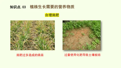 3.1.2植株的生长-七年级生物下学期同步精品课件（2024人教版）(共26张PPT)
