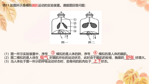 人教版（新课标）七下生物第四单元第一至三章复习课件(共34张PPT)