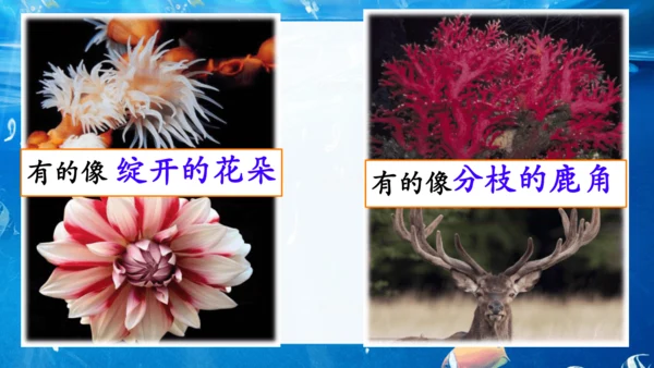 第18课《富饶的西沙群岛》课件