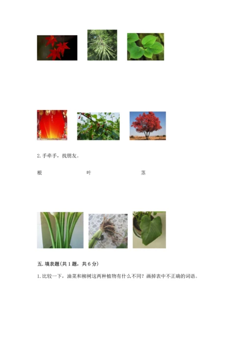 教科版科学一年级上册第一单元《植物》测试卷带答案（满分必刷）.docx