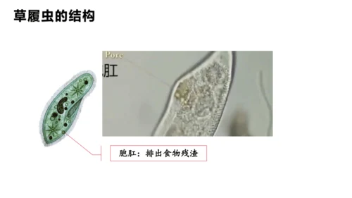 人教版七年级生物上册（2024）1.3.4 单细胞生物 课件(共22张PPT)+视频素材