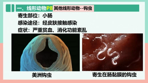 5.1.2线形动物和环节动物课件-人教版生物八年级上册(共47张PPT)