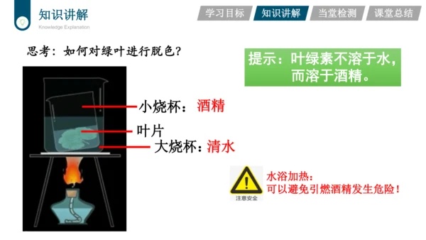 3.3.4  绿色植物是生物圈中有机物的制造者  课件-2023-2024学年人教版生物七年级上册(