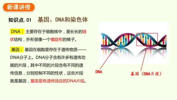 7.2.2基因在亲子代间的传递-八年级生物人教版下学期同步精品课件(共24张PPT)