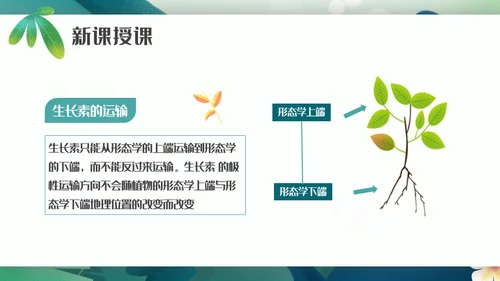 植物生长素的发现生物课件通用PPT模板
