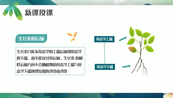植物生长素的发现生物课件通用PPT模板
