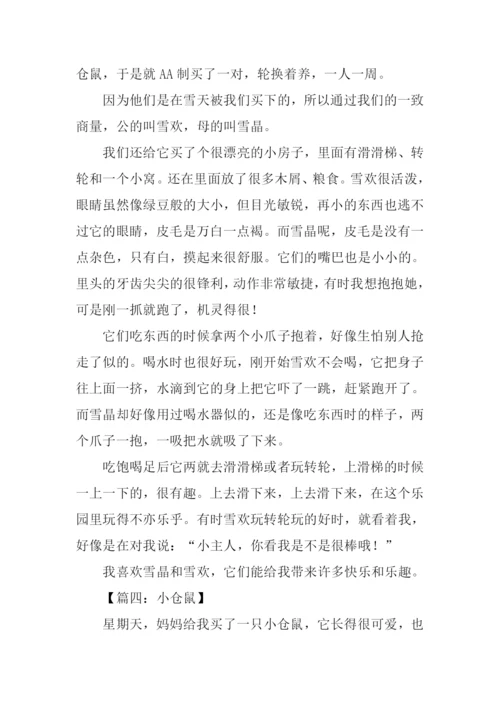 写小仓鼠的作文.docx