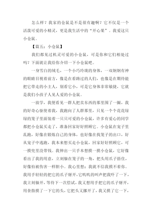 写小仓鼠的作文.docx