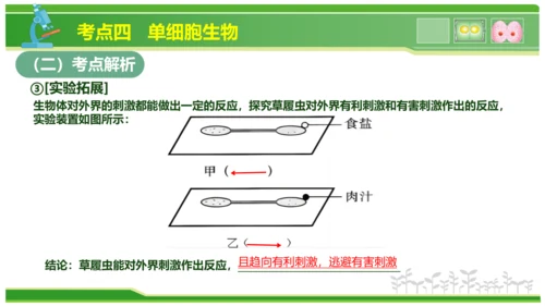 第三章从细胞到生物体（串讲课件）-七年级生物上学期期中考点大串讲（人教版2024）(共40张PPT)