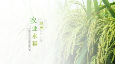 绿色农业生产春耕三农乡村振兴稻田水稻PPT