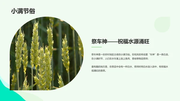 绿色插画小满节气科普培训课件PPT模板