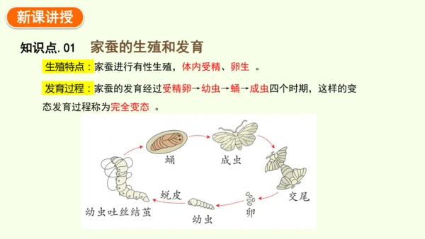 7.1.2昆虫的生殖和发育-八年级生物人教版下学期同步精品课件(共29张PPT)