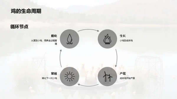 鸡养殖新纪元