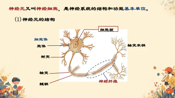 人教版（新课程标准）七年级下册4.6.2  神经系统的组成课件(共20张PPT)