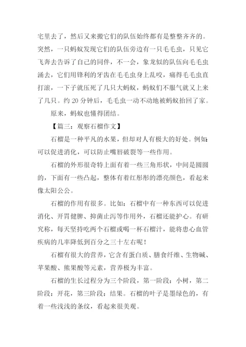 小学四年级观察作文-1.docx