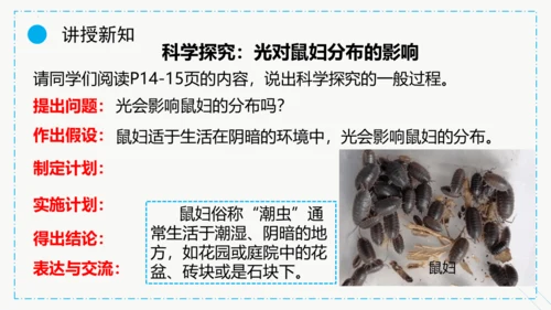 1.2.1生物与环境的关系课件2023--2024学年人教版生物七年级上册(共30张PPT)