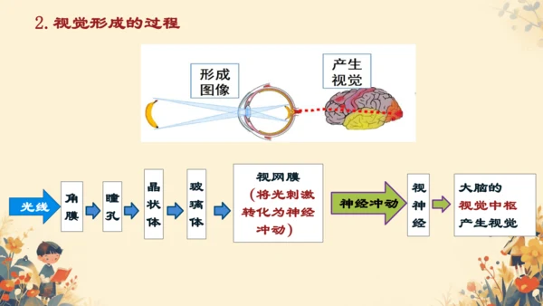 4.6.1  人体对外界环境的感知课件(共20张PPT)人教版 七年级下册