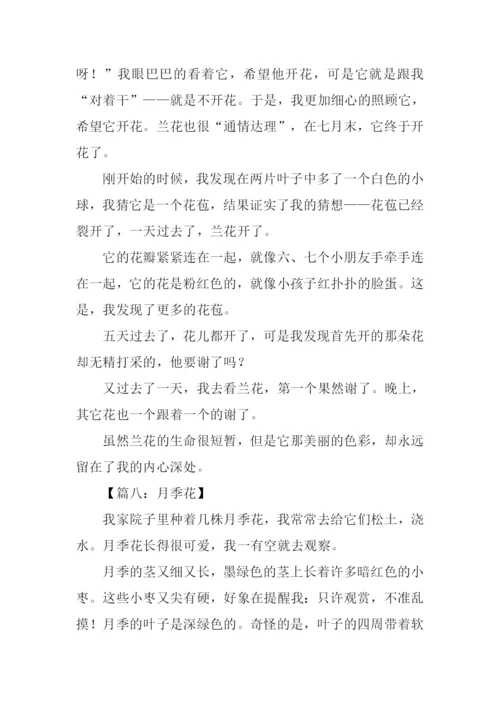 描写一朵花的作文.docx