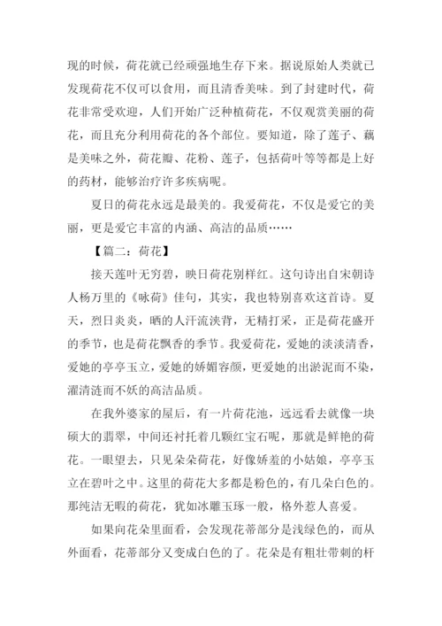 写荷花的作文600字.docx