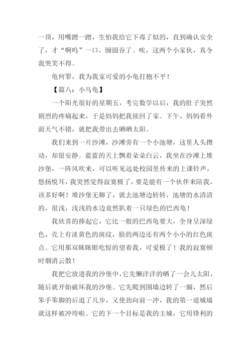 小乌龟的作文.docx