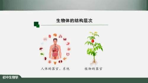 2.2.4 单细胞生物 课件（共24张PPT）